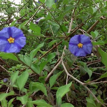 Quinta Do Vale Do Monte *