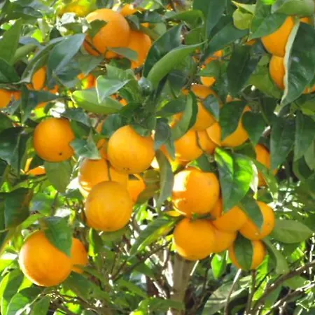 Quinta Do Vale Do Monte *