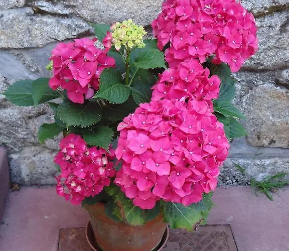 Quinta Do Vale Do Monte *