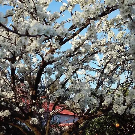 Quinta Do Vale Do Monte カントリーハウス