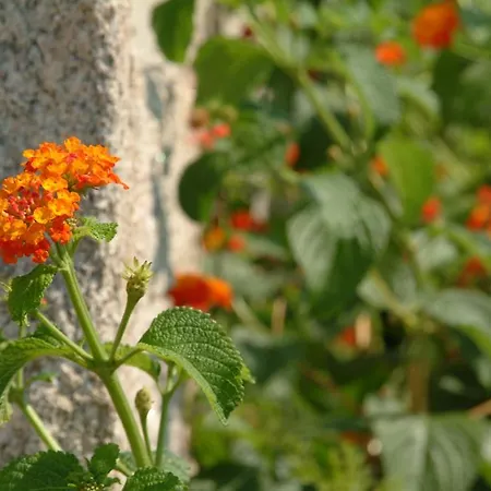 カントリーハウス Quinta Do Vale Do Monte