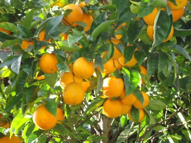 Quinta Do Vale Do Monte *