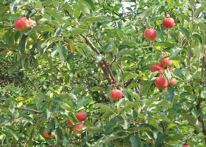 Quinta Do Vale Do Monte Летний дом