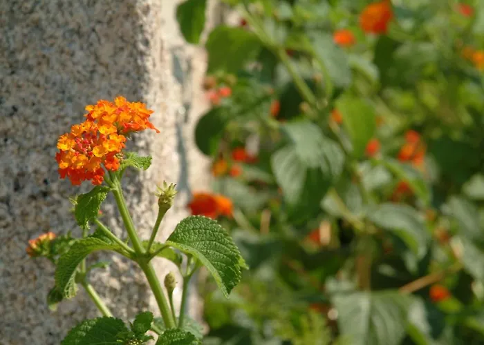 Летний дом Quinta Do Vale Do Monte